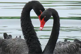 七夕表白，还在说“I love you”吗？你out了图片