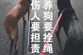 骑车女子被不牵绳藏獒吓得撞墙致高位截瘫，犬主被判赔超百万图片