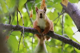 伊宁市@你“表情包”呆萌小松鼠来啦图片