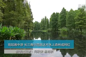 宛如画中游 长三角一体化示范区这片水上森林成网红视频封面