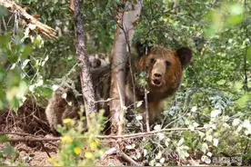 高原腹地驻训官兵偶遇被困棕熊图片