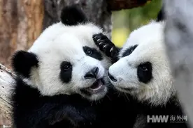 快1岁啦！德国动物园大熊猫双胞胎嬉戏打闹萌化人心图片