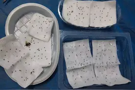 好可怕！遂昌一农妇被蜂群袭击，身上挑出400多根刺图片