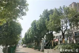 商铺门口枝叶太密，业主盼移树，物业称只能修剪图片
