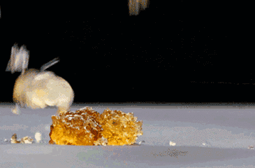 猪脚花胶的功效与作用 2026年猪脚花胶的功效与作用是什么