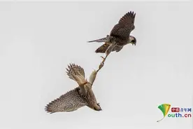 幼年游隼空中“博弈”利爪对抗练习捕食技巧图片