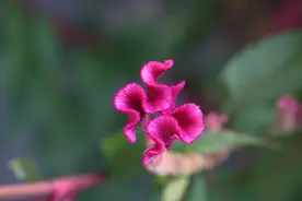 从不喜到爱上，岁月里的鸡冠花图片