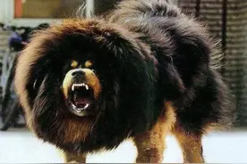 女子被藏獒吓撞车 狗主人被判赔100多万图片