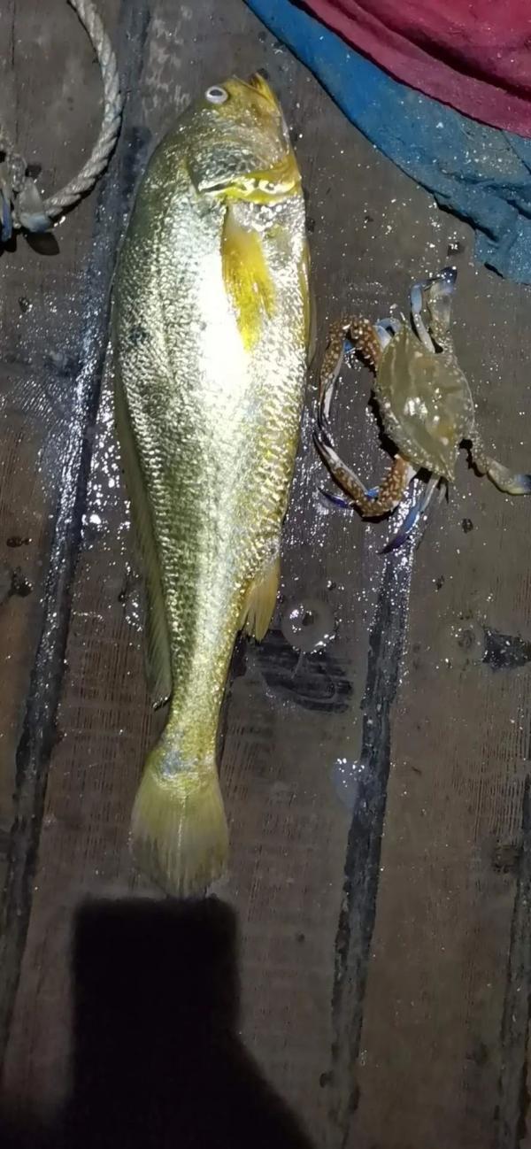 大黄花鱼图片 2026年清蒸大黄花鱼图片 大黄花鱼图片 2026年清蒸大黄花鱼图片