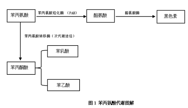 苯丙酮尿症和低苯丙氨酸饮食治疗