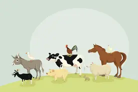 贵阳南明区发布通告：辖区内禁养家畜家禽，禁止开展活禽交易及屠宰经营图片