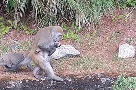 泪目！小猴觅食遭车撞死 母猴抱尸5天4夜不肯放手图片