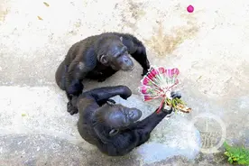 大秀才艺！渝、陕两地黑猩猩“云端”相亲图片