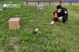 精心养护8天，紫貂回家啦！视频封面