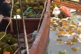 货船侧翻，广西东兴金滩榴莲漂在海面绵延1公里，附近村民不听劝阻下海哄抢图片