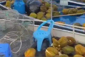 货船侧翻，大批榴莲遭哄抢食用！已有多人出现中毒症状图片