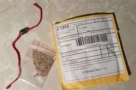 来自中国的神秘种子是“入侵物种”？有人种出了香瓜和番茄图片