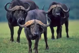 天生脾气暴不好惹，攻击性MAX的非洲水牛向你走来了图片