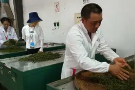 以“技艺”传承“记忆”五峰宜红迎来复兴季图片