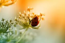 夜话丨叶圣陶：没有秋虫的地方图片