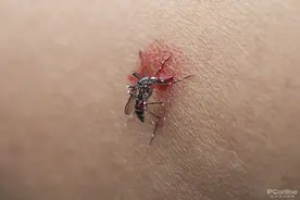 普通灭蚊方法难解心头之恨，我想让蚊子断子绝孙图片