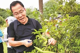 快来认清园林常见带毒植物图片