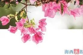 原产自巴西引进百来年 小小三角梅见证厦门海丝历史图片