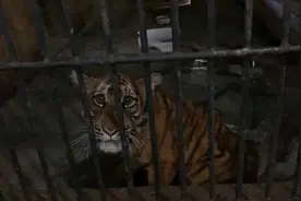 南昌动物园3只华南虎幼崽已断奶 生命体征良好图片