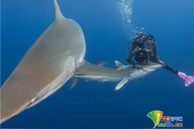 不惧危险！女潜水员从鲨鱼口中取出鱼钩画面暖心图片