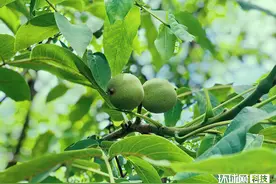 “云种菜”结真果，万斤核桃“飞”出云南深山图片