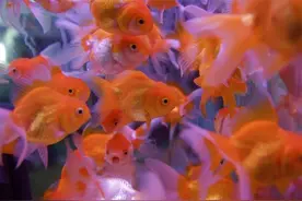 IT精英长了“金鱼眼”，脾气暴躁易怒不受控，他到底怎么了？图片