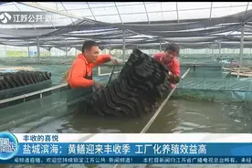丰收的喜悦！盐城滨海：黄鳝迎来丰收季，工厂化养殖效益高视频封面