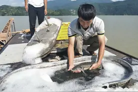 200万斤鲟鱼被洪水从甘肃冲到四川：村民纷纷捕捞，养殖企业回购3天仅收万斤图片