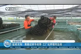 体态鲜活，肉质饱满！黄鳝迎来丰收季，工厂化养殖效益高视频封面