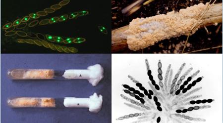 “一基因一酶”的前世今生