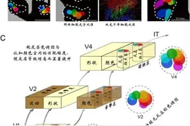 世界本来没有颜色？研究人员发现大脑中的“调色板”机制图片