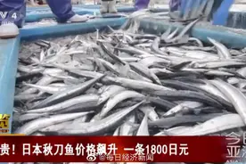 昂贵！日本秋刀鱼价格飙升 一条1800日元图片
