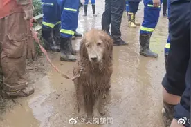 还记得让全网心疼的搜救犬“图图”吗？它被第一任训导员领养了！网友：最好的归宿……图片