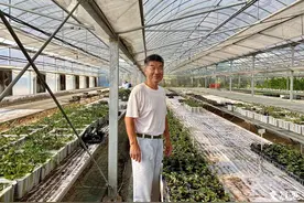 日本退休老人不远千里来南京种草莓，他要用余生帮助中国农民图片