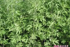 闻了青草味儿竟然过敏了……图片