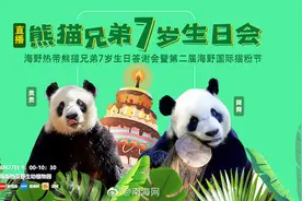 海南这对熊猫兄弟7岁啦！快来看看它们生日party的精彩瞬间图片
