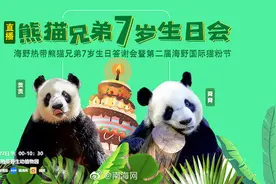 海南这对熊猫兄弟7岁啦！快来看看它们生日party的精彩瞬间图片