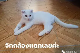 铲屎官用土法子给白猫治病，不小心治出一只皮卡丘来?图片