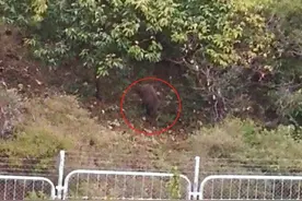 野猪来了：一个密云山村的攻防战图片