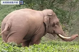 当心象出没！云南澜沧发生野象伤人事件致1人死亡图片