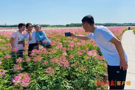 打卡龙江花海丨宝泉岭 藏在农场里的花海田园图片