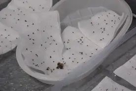 被蜜蜂群围攻身上拔出400多根刺！记住医生提醒，关键时刻能救命图片