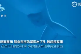 白鲸产子瞬间画面曝光，小鲸鱼像蠕虫一样从产道里滑出来，网友：好可爱图片
