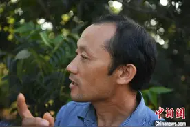 安徽全椒：薄壳山核桃助力精准扶贫图片