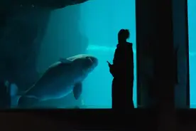 美国芝加哥水族馆一头14岁白鲸产子 生产成功瞬间员工们欢呼庆祝图片